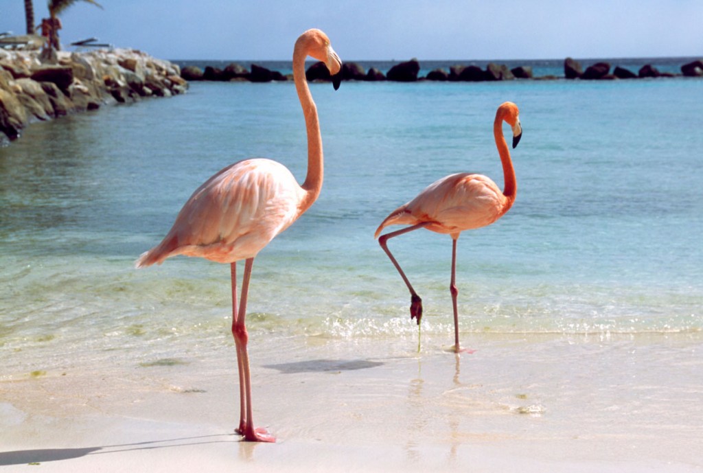 Flamingo's in de zee op aruba