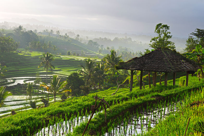 Indrukwekkende rijstvelden op Bali