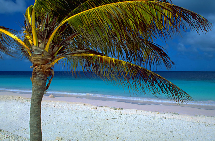het strand met een palmboom