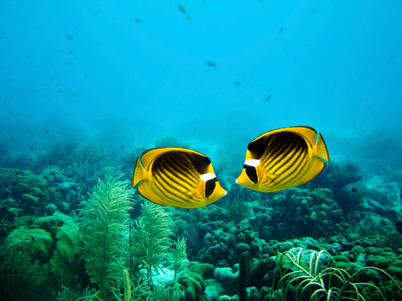 Vissen in de blauwe zee