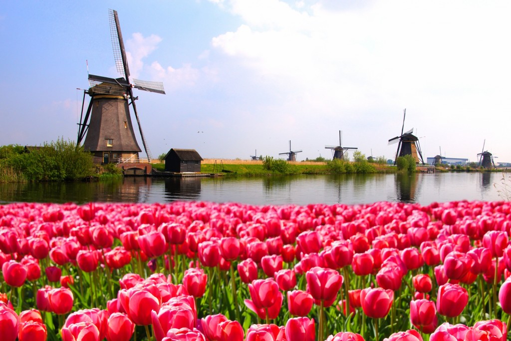 Prachtige tulpen en molens