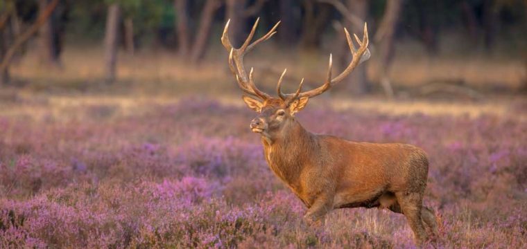 TravelBird luxe stedentrip Nederland | Veluwe €99,- p.p.