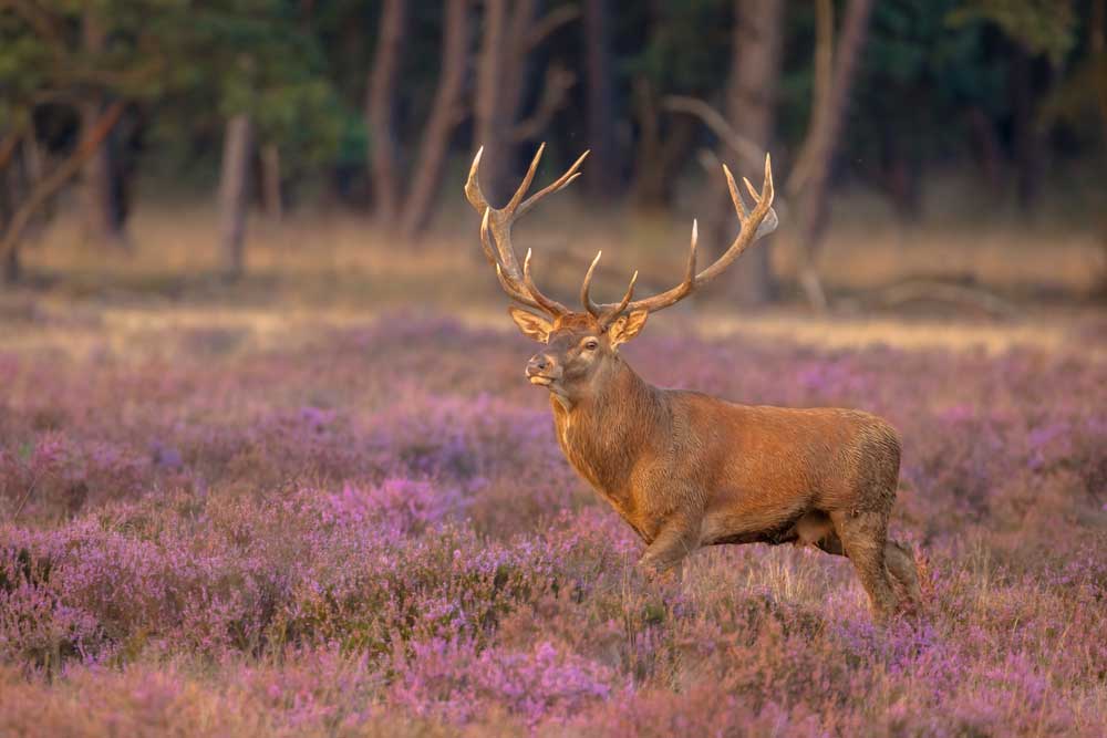 Een hert op de Veluwe